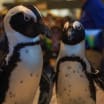 Mike Sullivan coaching the Penguins behind the bench